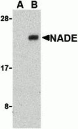 ProSci&nbsp;NADE Peptide