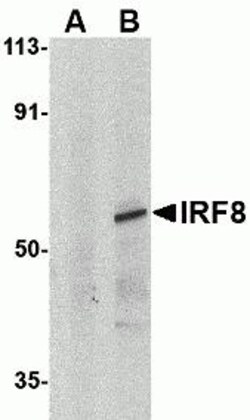 ProSci&nbsp;IRF8 Peptide