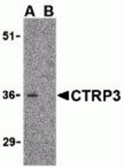 ProSci&nbsp;CTRP3 Peptide