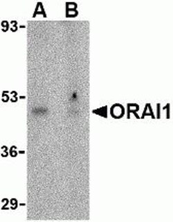 ProSci&nbsp;ORAI1 Peptide