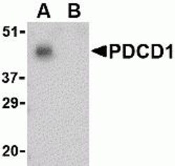 ProSci&nbsp;PD-1 Peptide