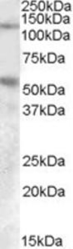 ProSci&nbsp;PALLD Peptide