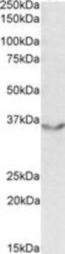 ProSci&nbsp;JAM2 Peptide
