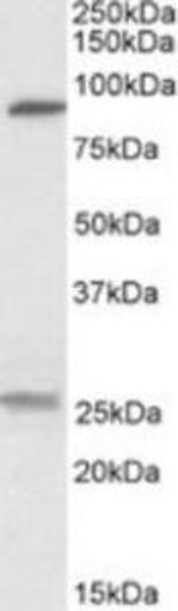 ProSci&nbsp;SLC4A11 Peptide