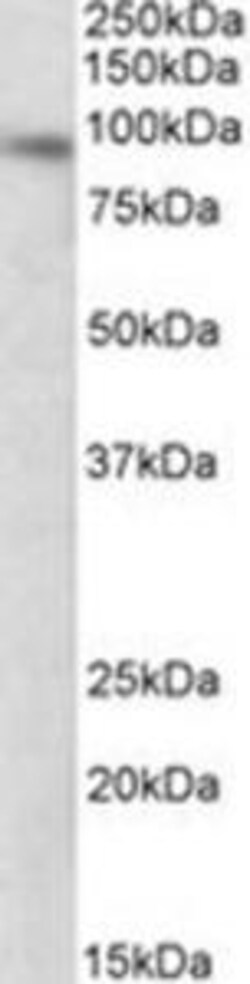 ProSci&nbsp;DTX3 Peptide
