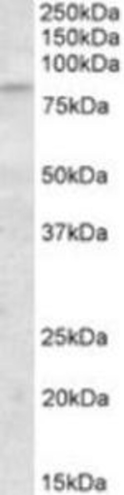 ProSci&nbsp;KLHL6 Peptide