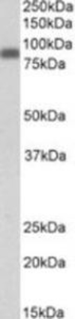 ProSci&nbsp;ZYX Peptide
