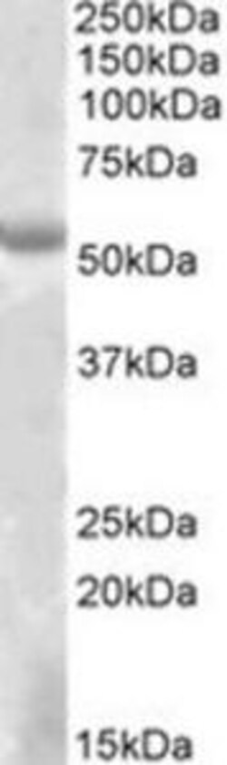 ProSci&nbsp;EYA1 Peptide