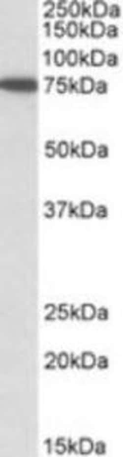 ProSci&nbsp;SNX1 Peptide