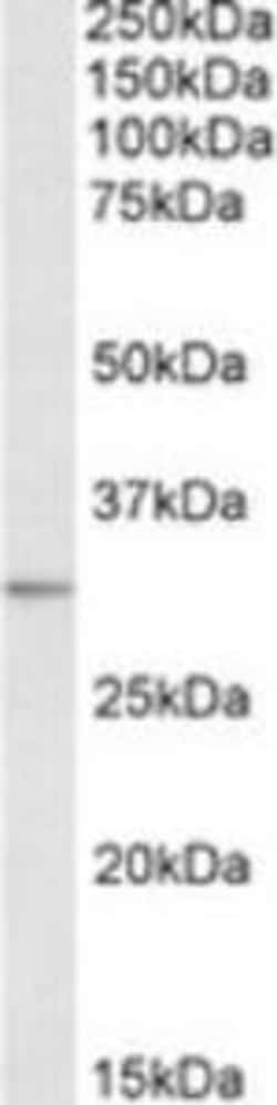 ProSci&nbsp;MAPRE3 Peptide