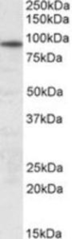 ProSci&nbsp;UNC45B Peptide