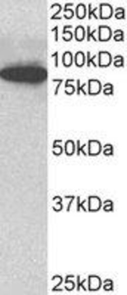 ProSci&nbsp;ODF2 Peptide