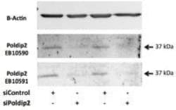 ProSci&nbsp;POLDIP2 Peptide