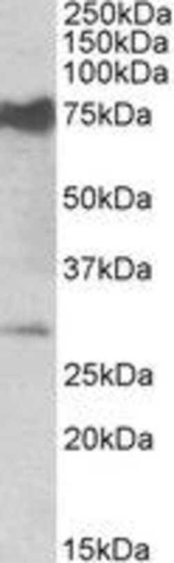 ProSci&nbsp;Nmnat3 Peptide