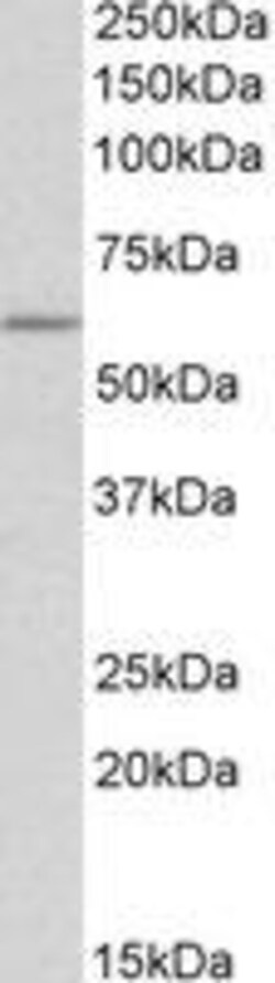 ProSci&nbsp;TPH2 Peptide