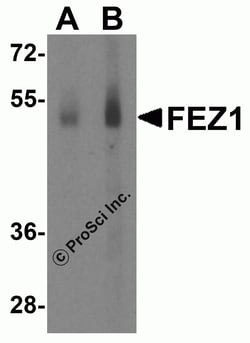 ProSci&nbsp;FEZ1 Peptide