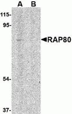 ProSci&nbsp;RAP80 Peptide
