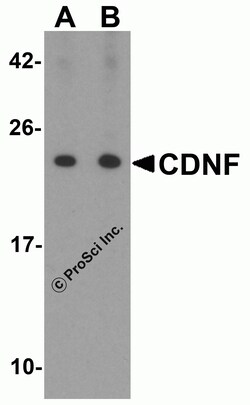 ProSci&nbsp;CDNF Peptide