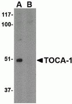ProSci&nbsp;TOCA-1 Peptide