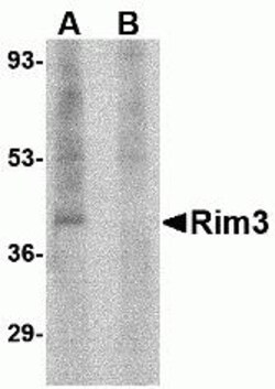 ProSci&nbsp;Rim3 Peptide