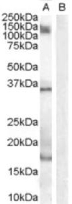 ProSci&nbsp;AIF1 Peptide