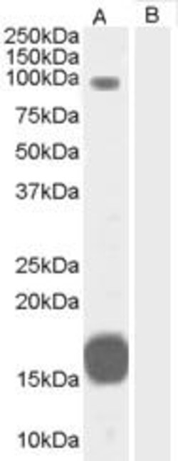 ProSci&nbsp;GRAF Peptide