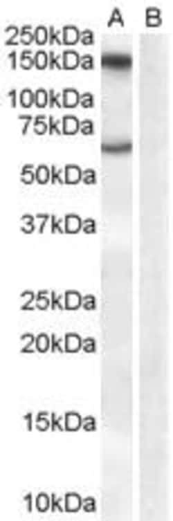 ProSci&nbsp;MAOB Peptide