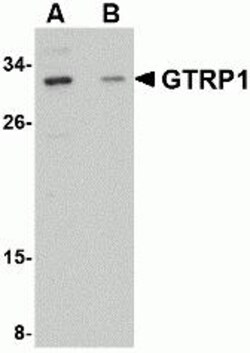 ProSci&nbsp;GRTP1 Peptide