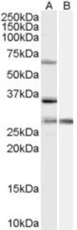 ProSci&nbsp;PRPF31 Peptide
