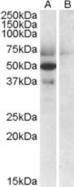 ProSci&nbsp;Apolipoprotein L4 Peptide