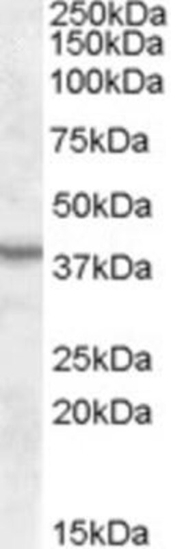 ProSci&nbsp;ASNA1 Peptide