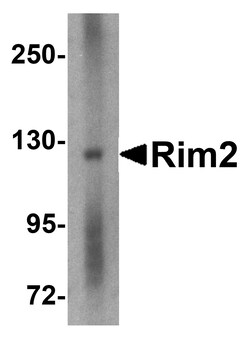 ProSci&nbsp;Rim2 Peptide