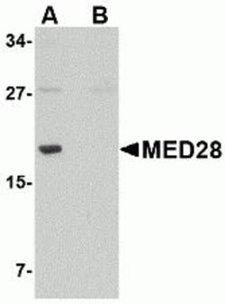 ProSci&nbsp;MED28 Peptide