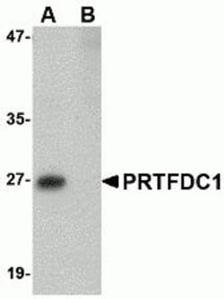 ProSci&nbsp;PRTFDC1 Peptide
