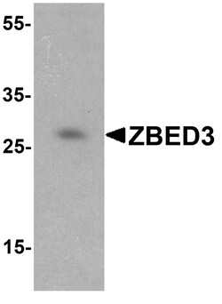 ProSci&nbsp;ZBED3 Peptide