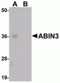 ProSci&nbsp;ABIN3 Peptide