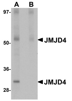 ProSci&nbsp;JMJD4 Peptide