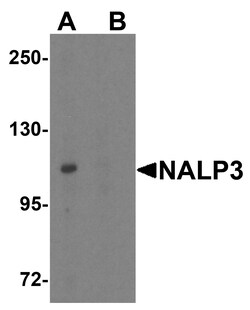 ProSci&nbsp;NALP3 Peptide