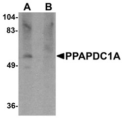 ProSci&nbsp;PPAPDC1A Peptide