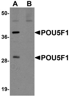 ProSci&nbsp;POU5F1 Peptide