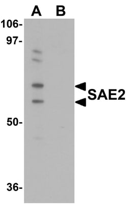 ProSci&nbsp;SAE2 Peptide