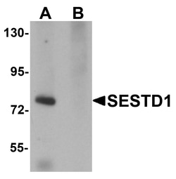ProSci&nbsp;SESTD1 Peptide