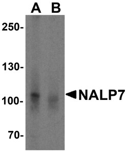 ProSci&nbsp;NALP7 Peptide