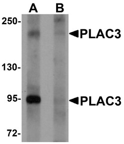 ProSci&nbsp;PLAC3 Peptide