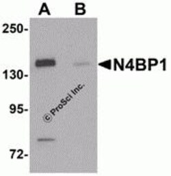 ProSci&nbsp;N4BP1 Peptide