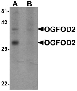 ProSci&nbsp;OGFOD2 Peptide