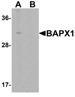 ProSci&nbsp;BAPX1 Peptide