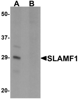 ProSci&nbsp;SLAMF1 Peptide