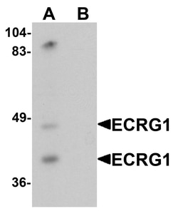 ProSci&nbsp;ECRG1 Peptide