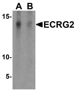 ProSci&nbsp;ECRG2 Peptide
